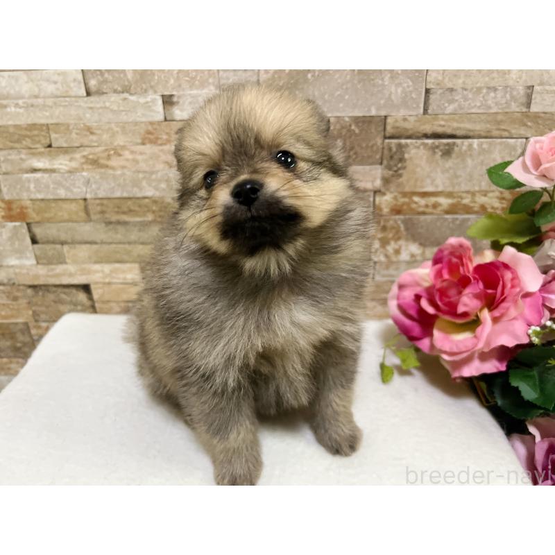 販売中の大阪府のポメラニアン-443151の2枚目